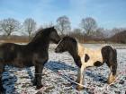 Irish Cob Hengst 2 Jahre