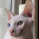 Sphynx Kater sucht Zuhause